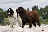 TERRE NEUVE & LANDSEER 084